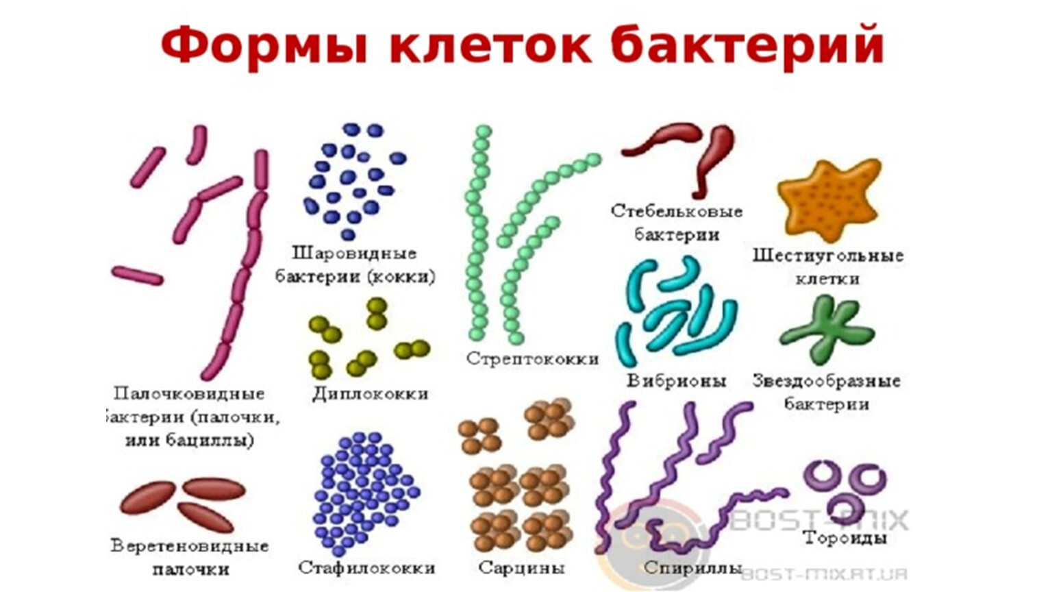 Царство бактерии форма бактериальных клеток