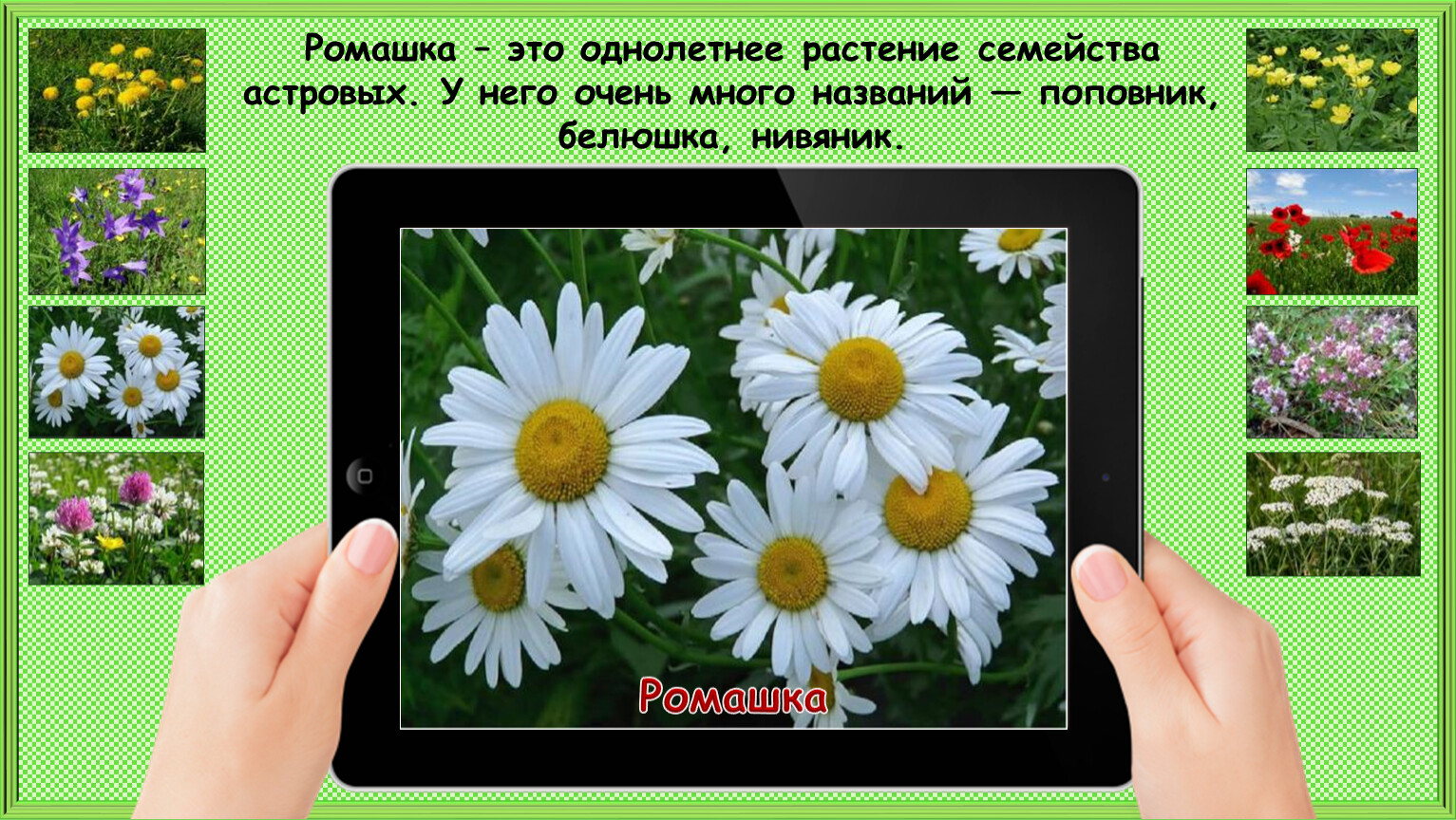 Почему не будем рвать цветы и ловить бабочек презентация 1 класс школа россии