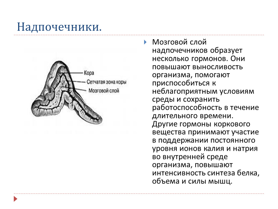 Мозговые надпочечники. Гормоны мозгового слоя надпочечников. Мозговой слой надпочечников. Корковый и мозговой слой надпочечников. Мозговой слой надпочечников строение.