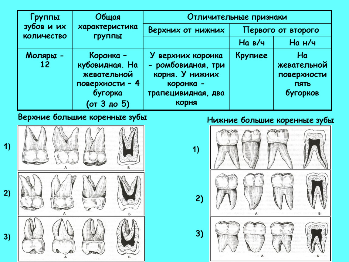 Сколько каналов в 16. Зубы верхней челюсти анатомия. Анатомия зубов таблица. Зубы характеристика.