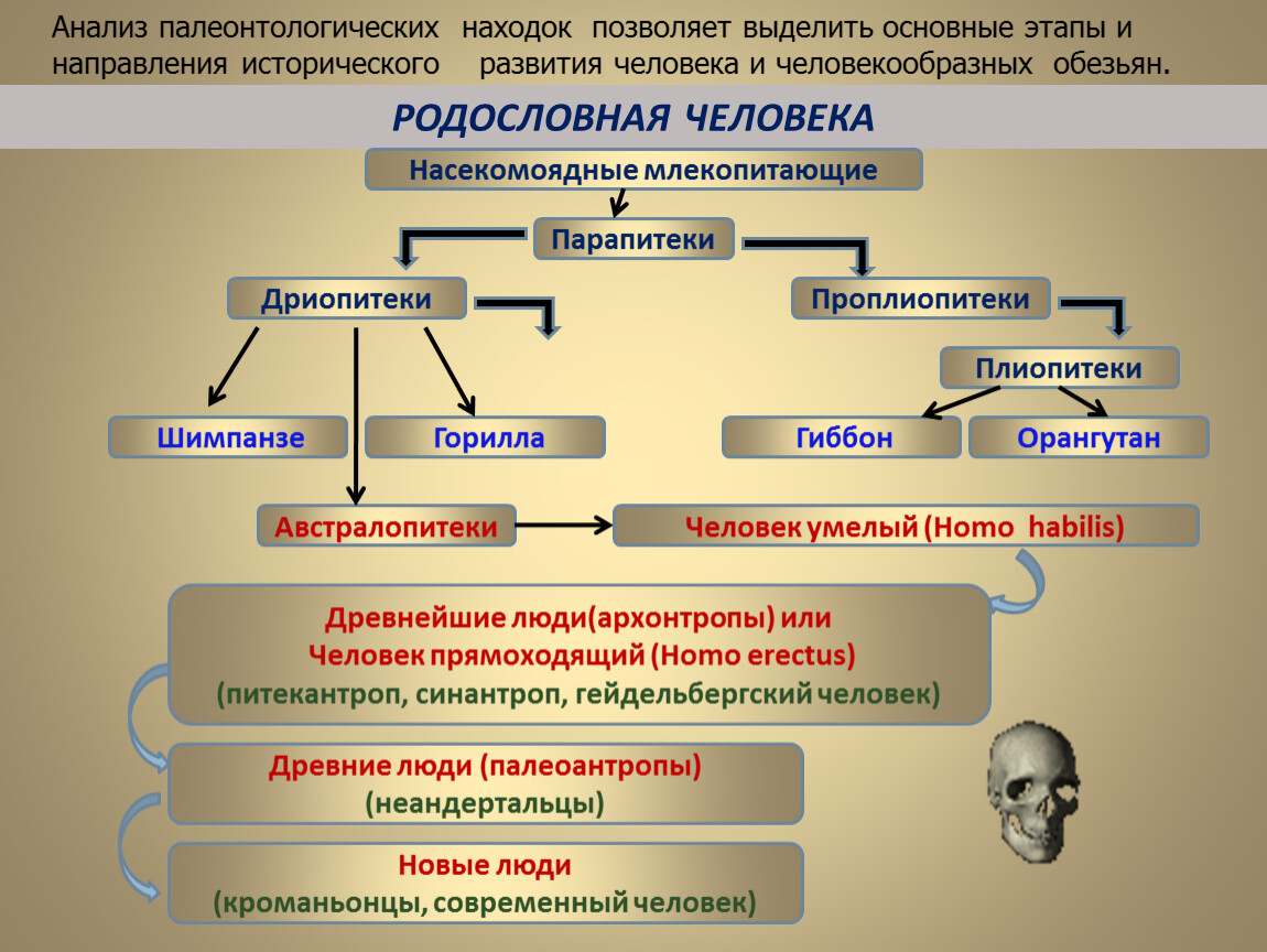 Родословная человека. Родословная человека таблица. Родословная человека по биологии. Парапитеки схема.