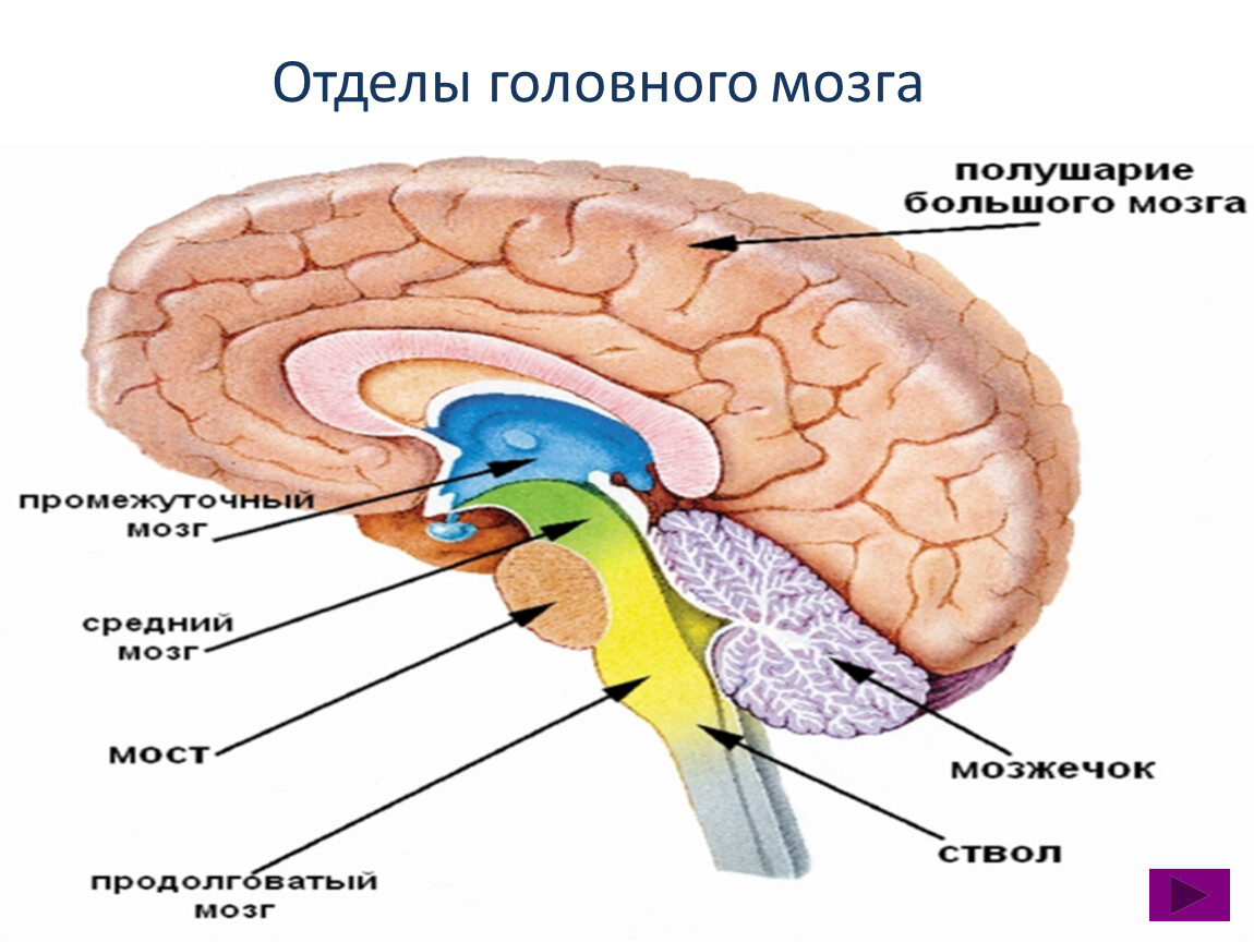 Перечислите отделы ствола головного мозга. Отделы головного мозга. Структуры головного мозга. Строение головного мозга. Промежуточный мозг.