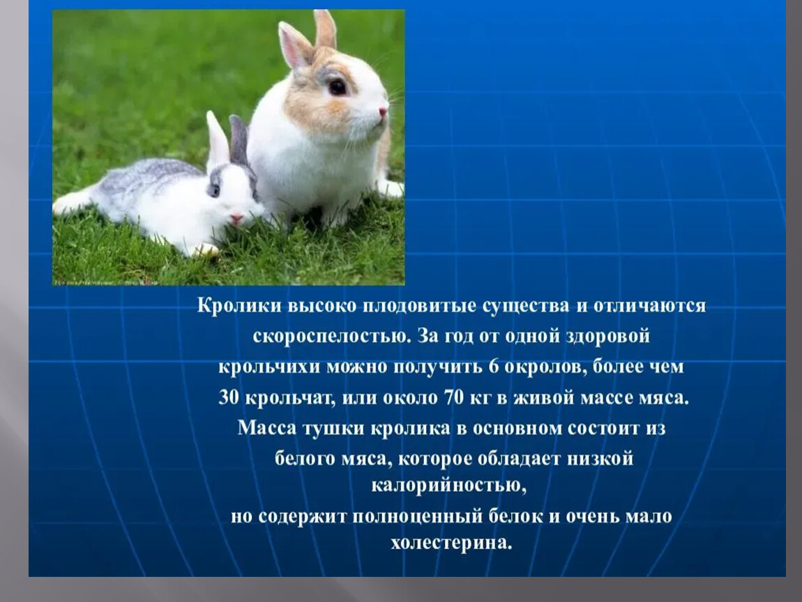К каким животным относятся кролики. Презентация на тему кролики. Кролик для презентации. Доклад про кролика. Презентация про домашних кроликов.
