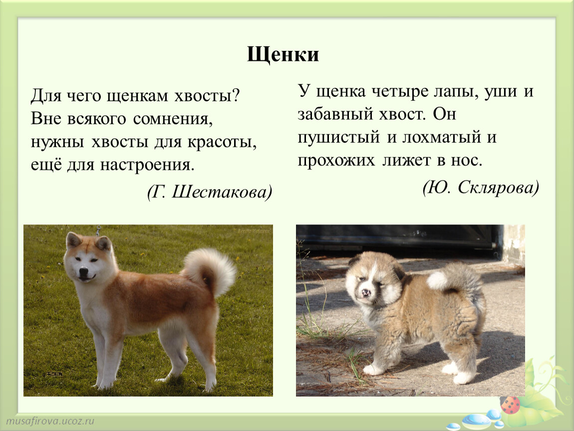 Щенок 4 буквы. Для чего животным нужен хвост. Какой хвост у кутенка. Рыжий щенок хвост трубой. У щенка папийона хвост.