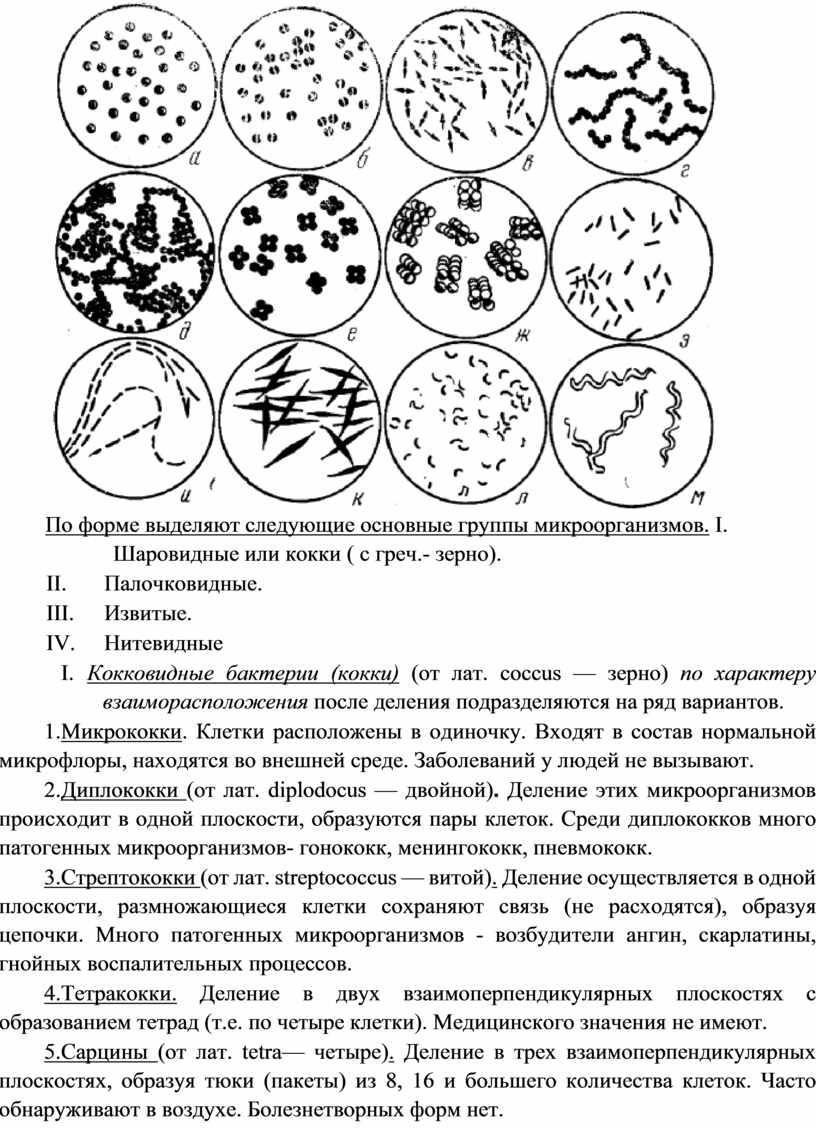 Морфология микроорганизмов микробиология