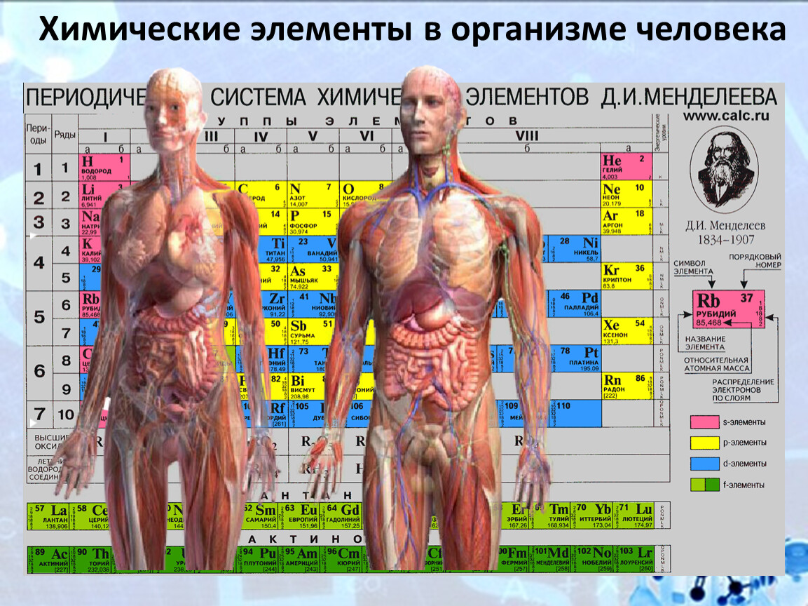 Элементы в теле человека. Химические элементы в организме. Хим элементы в организме человека. Химические элементы тела человека. Элементы в человеческом организме.
