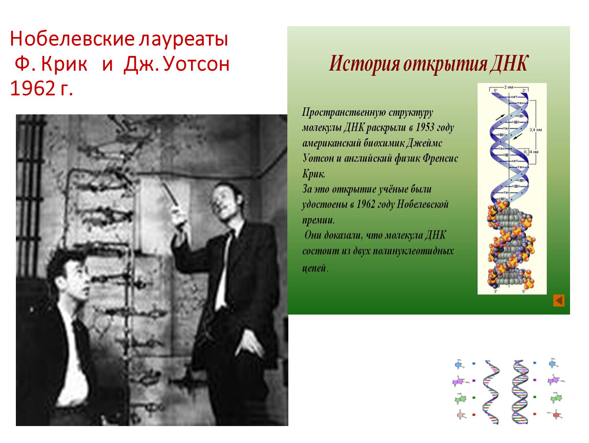 Открытые структуры днк. Открытие структуры молекулы ДНК (Уотсон и крик, 1953). Дж Уотсон и крик открытие ДНК. Фрэнсис крик открытие ДНК. Дж.Уотсон и ф.крик открыли *.