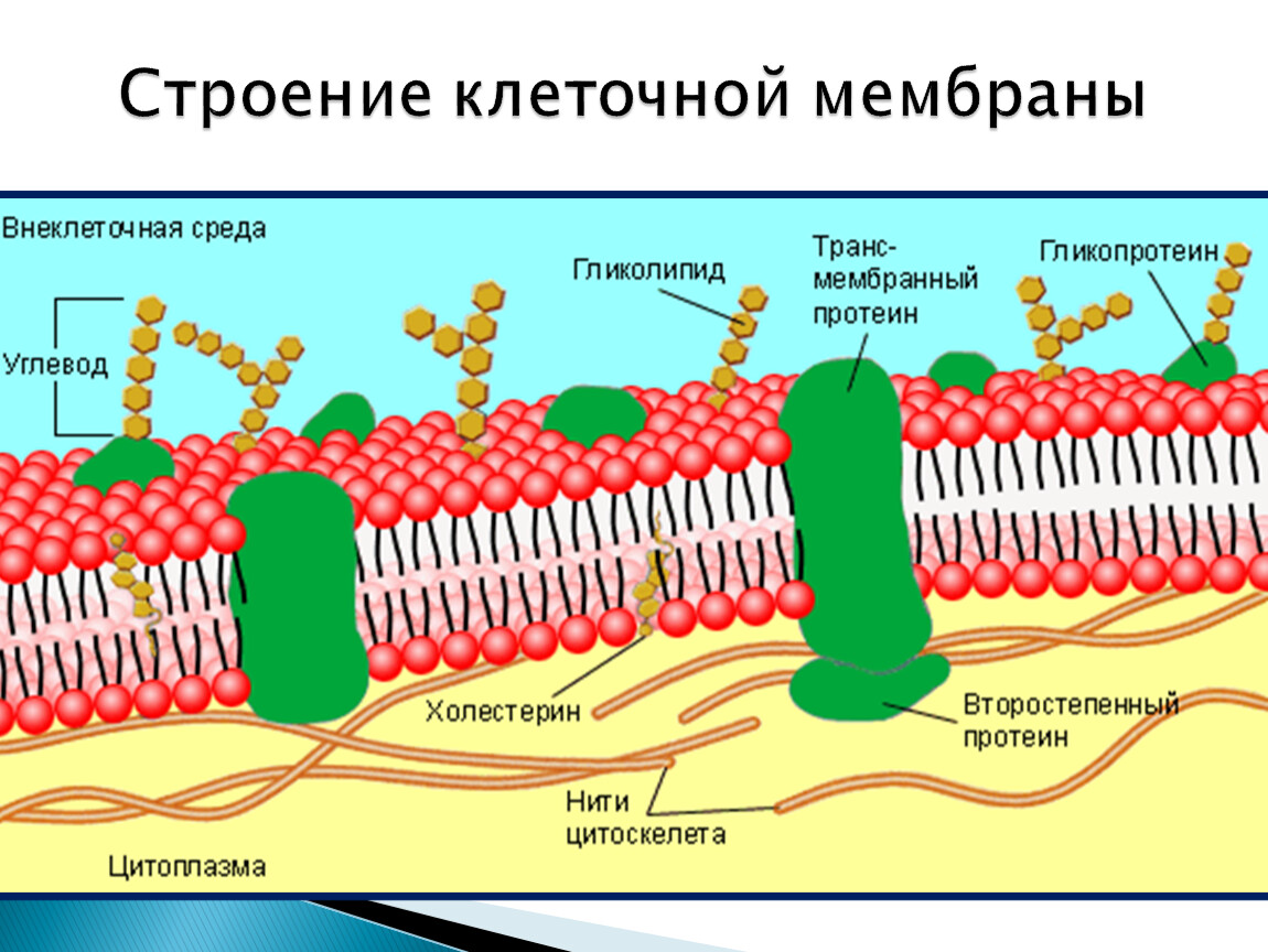 Клеточная мембрана вещества. Строение наружной плазматической мембраны. Структура клетки плазматическая мембрана. Состав и строение наружной плазматической мембраны. Модель мембраны Сингера Николсона.