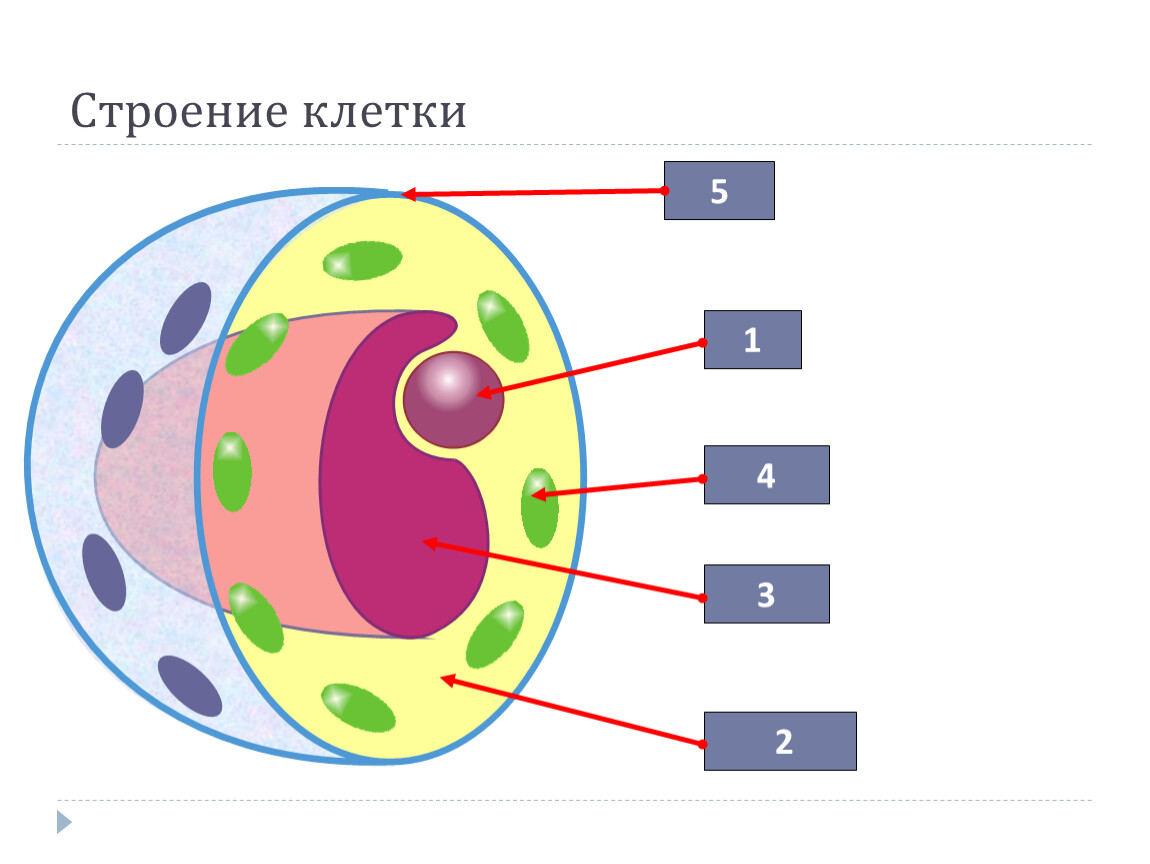 Химический состав клетки