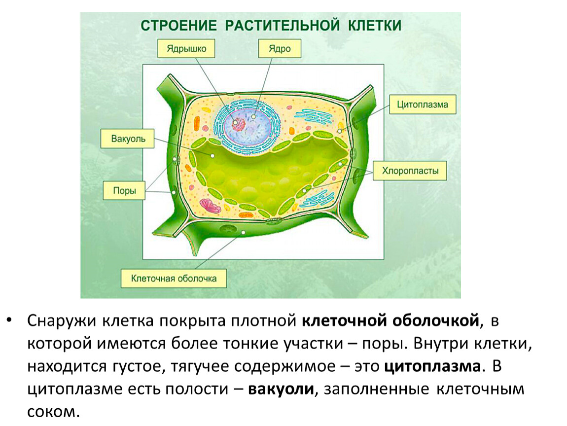 Особенности строения растительной клетки