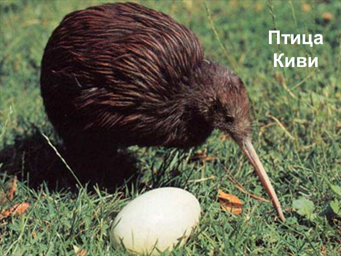 Kiwi orchestra. Киви птица. Птица киви птица киви. Киви птицы нелетающие птицы. Птица киви в новой Зеландии.