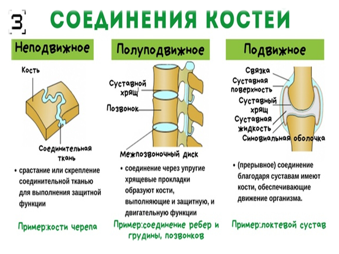 2 соединения костей примеры. Полуподвижные соединения костей. Способы соединения костей. Типы соединения костей схема. Типы соединения костей человека.