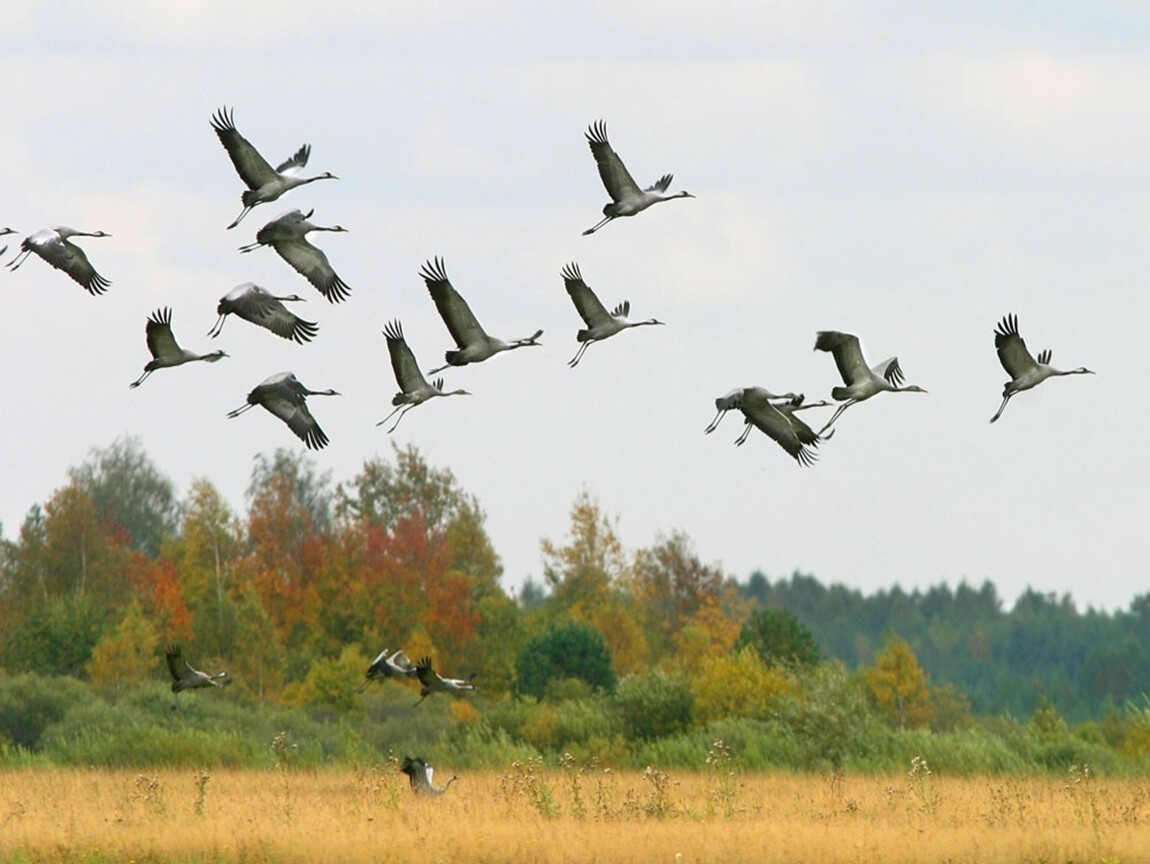 фото перелетных птиц осенью