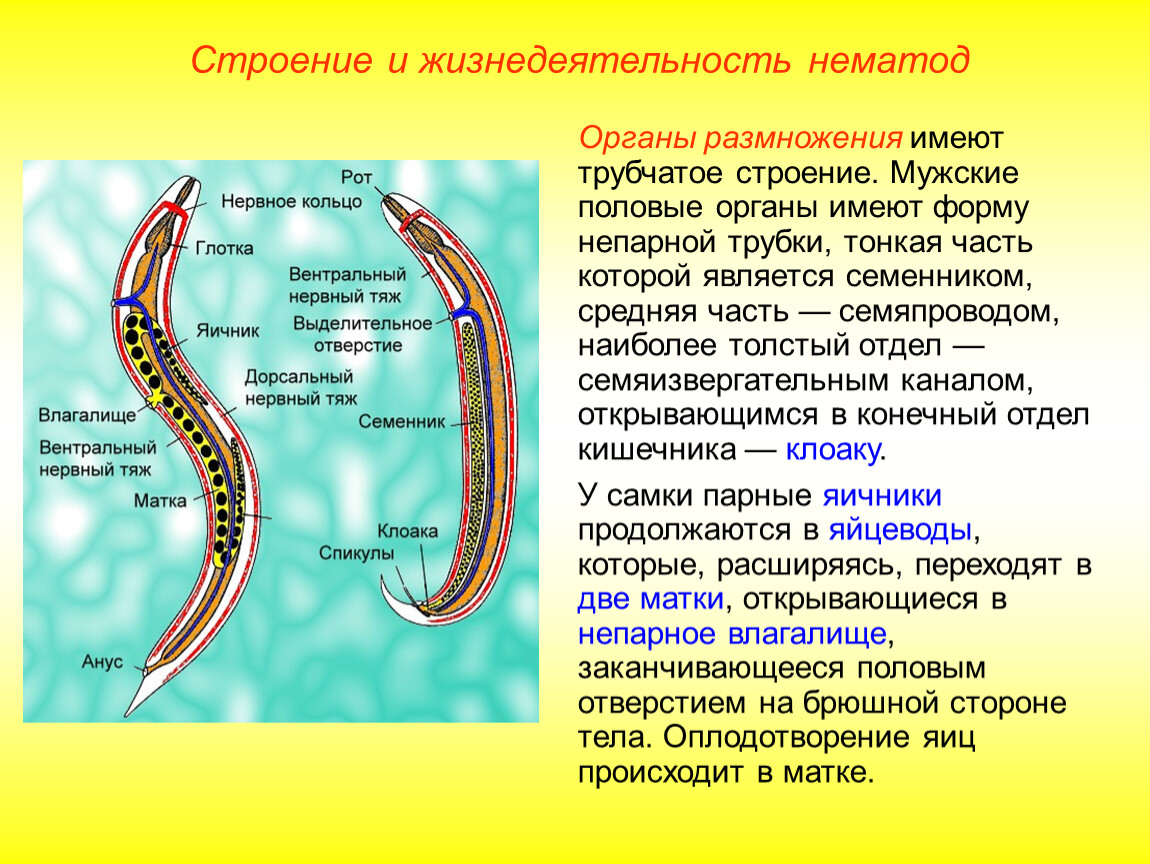 Схема строения аскариды