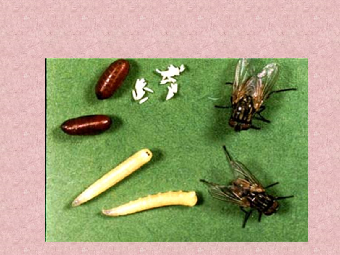 Комнатная муха полное или. Развитие мухи. Стадии развития мухи. Превращение мухи. Цикл развития мухи обыкновенной.