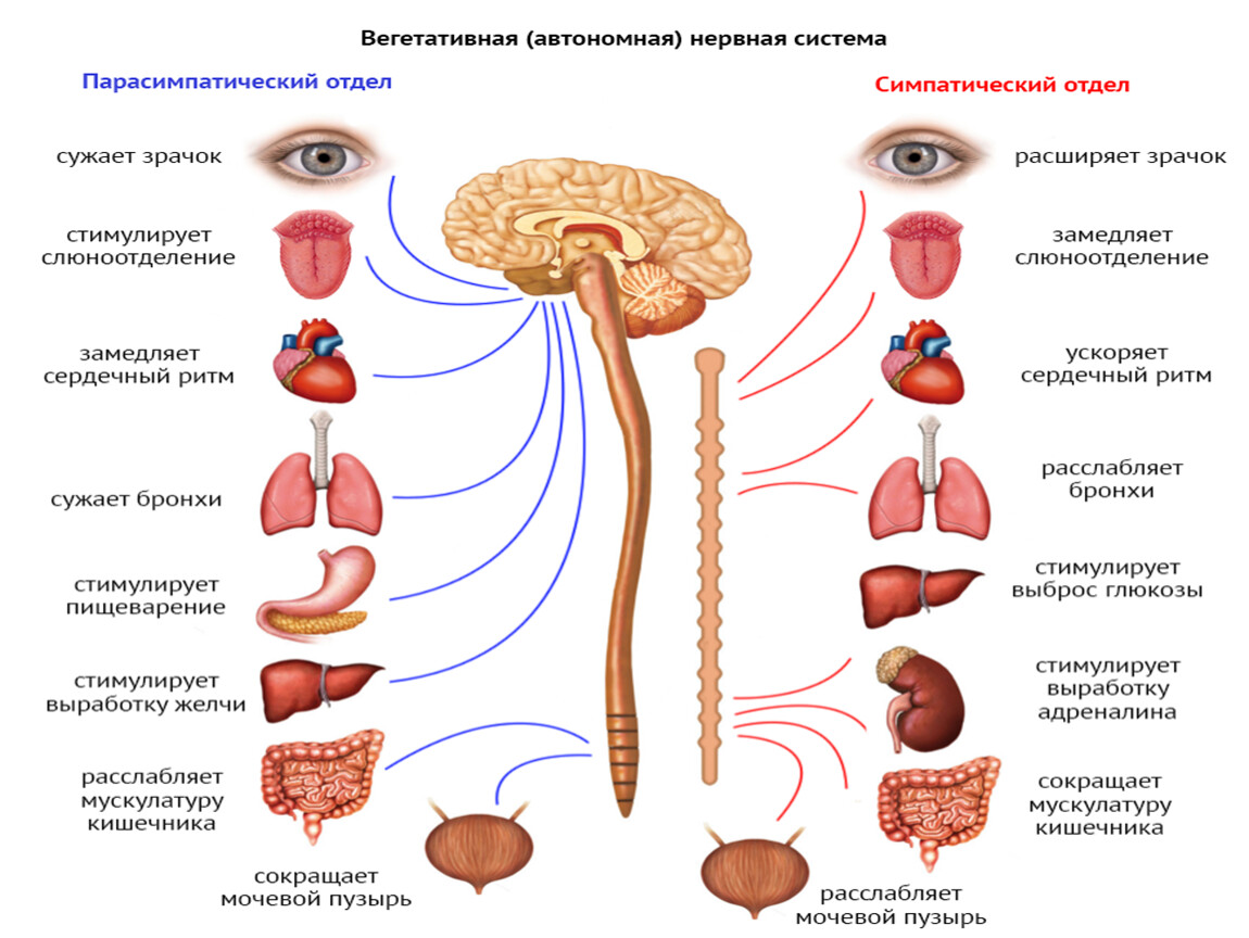 Симпатический отдел зрачок. Парасимпатическая нервная система мочевого пузыря. Сокращение мочевого пузыря симпатическая или парасимпатическая. Парасимпатическая нервная система сокращает мочевой пузырь. Вегетативная нервная система Симпатика и парасимпатика.