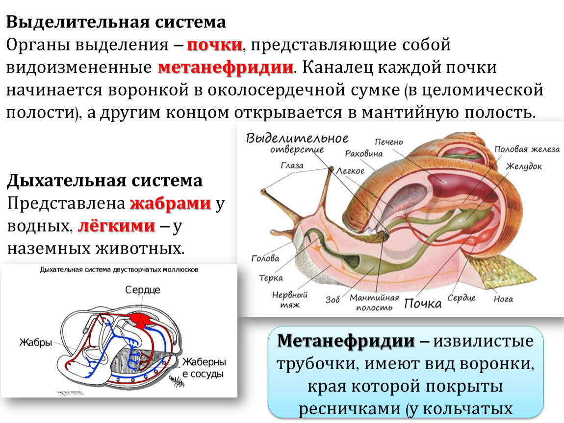 Выделительная система моллюсков