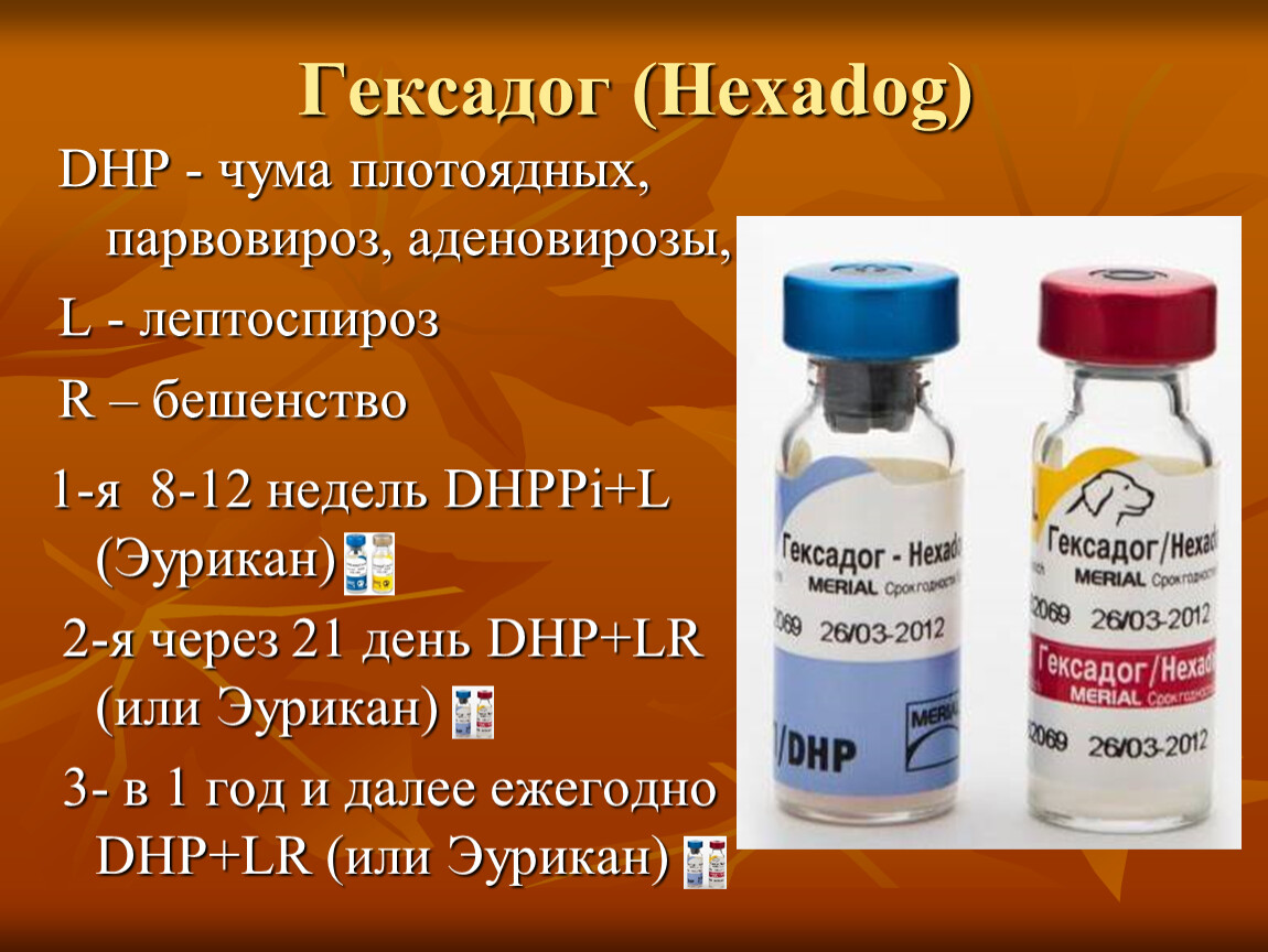 Щенки прививки эурикан. Вакцина для собак Эурикан с бешенством. Гексадог вакцина для собак. Эурикан график вакцинации щенков. Схема вакцинации Эурикан для собак.