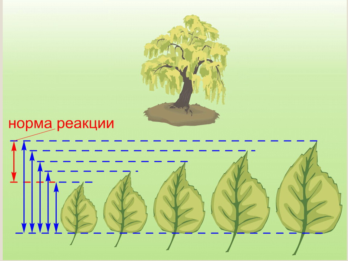 Презентация по биологии 9 класс модификационная изменчивость норма реакции