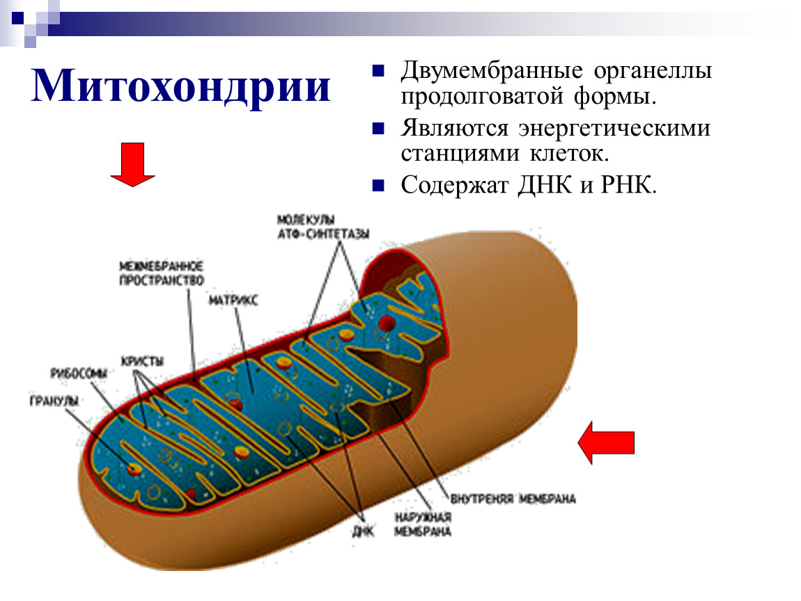Митохондрия рнк. Органоиды клетки митохондрии. Строение органеллы митохондрии. Митохондрии двумембранные. Митохондрии энергетические станции клетки.