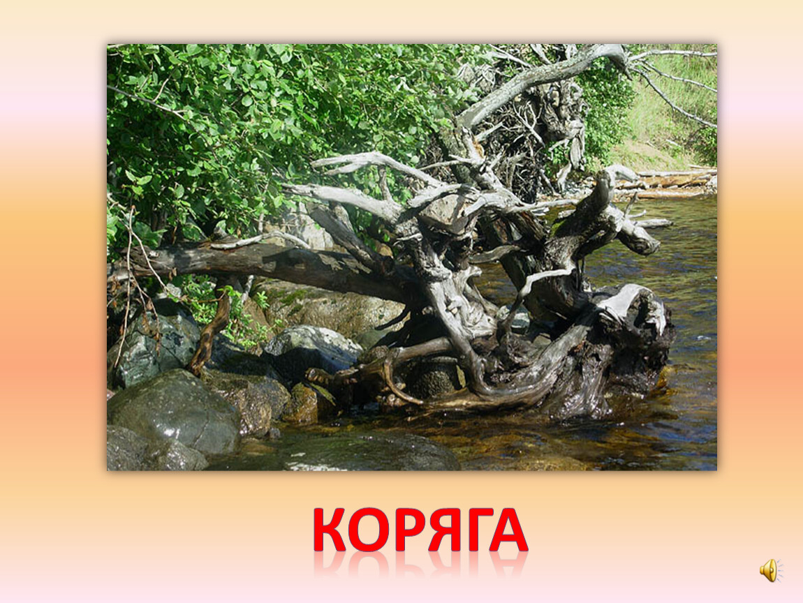 коряга
