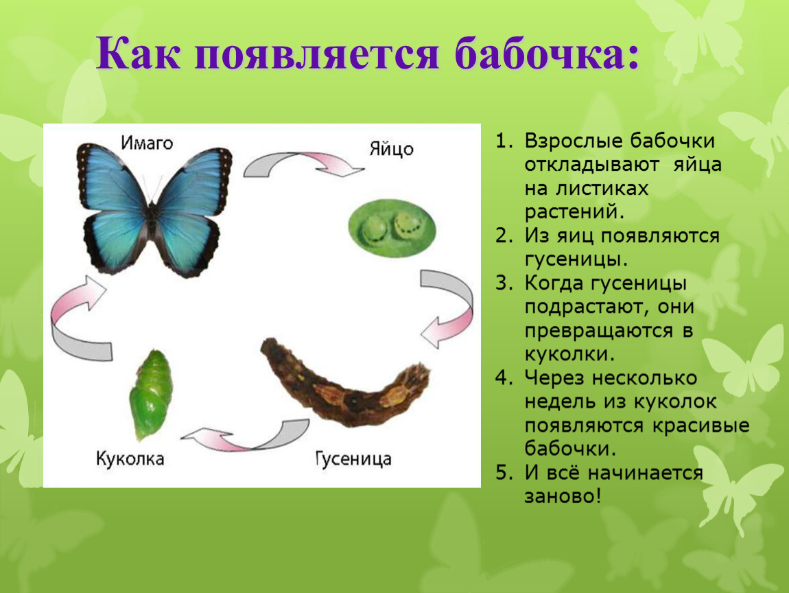 Бабочка какой вопрос. Какпоявлляется бабочка. Откуда появляются бабочки для детей. Как появляется бабочка схема. Картинки появление бабочки.