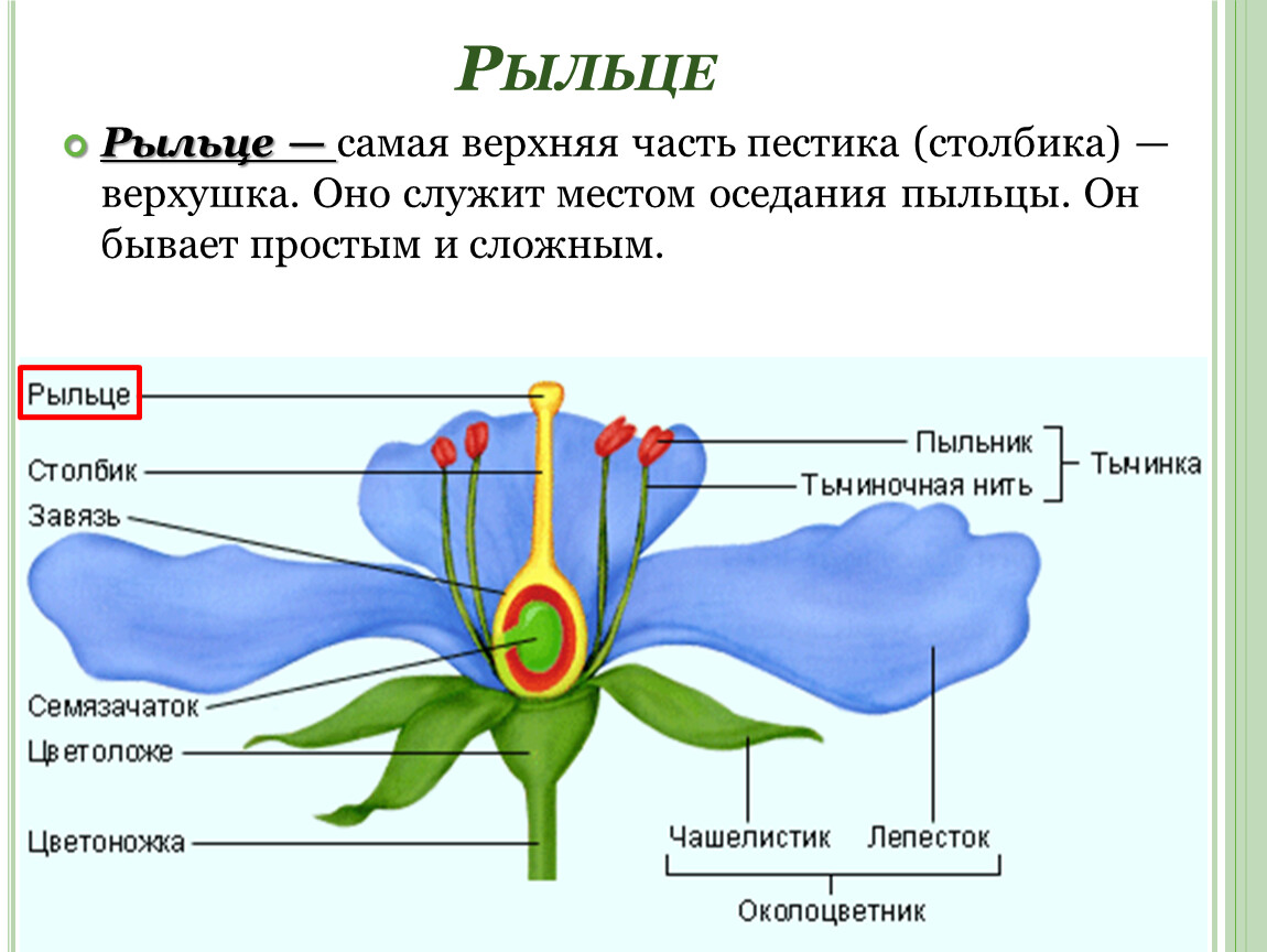 Функция рыльца у цветка