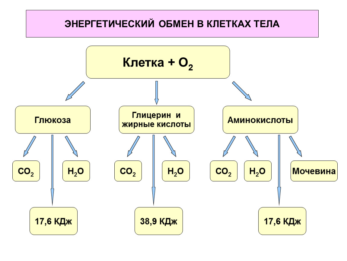 Реакции энергетический обмен в организме. Схема энергетического обмена 10 класс биология. Этапы энергетического обмена схема.