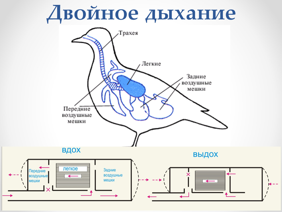 Схема дыхания птиц