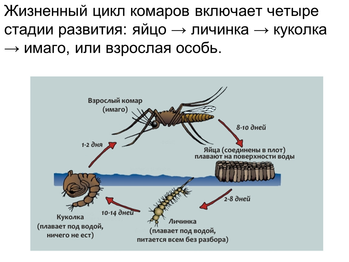 Комар какая среда. Жизненный цикл комара кулекс. Цикл развития комара обыкновенного. Жизненный цикл комаров рода Culex и Anopheles. Стадии развития комара обыкновенного.