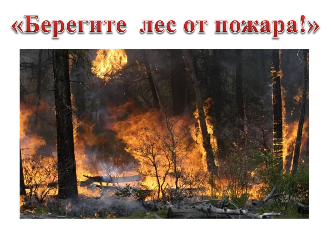 Фото берегите лес от пожара фото