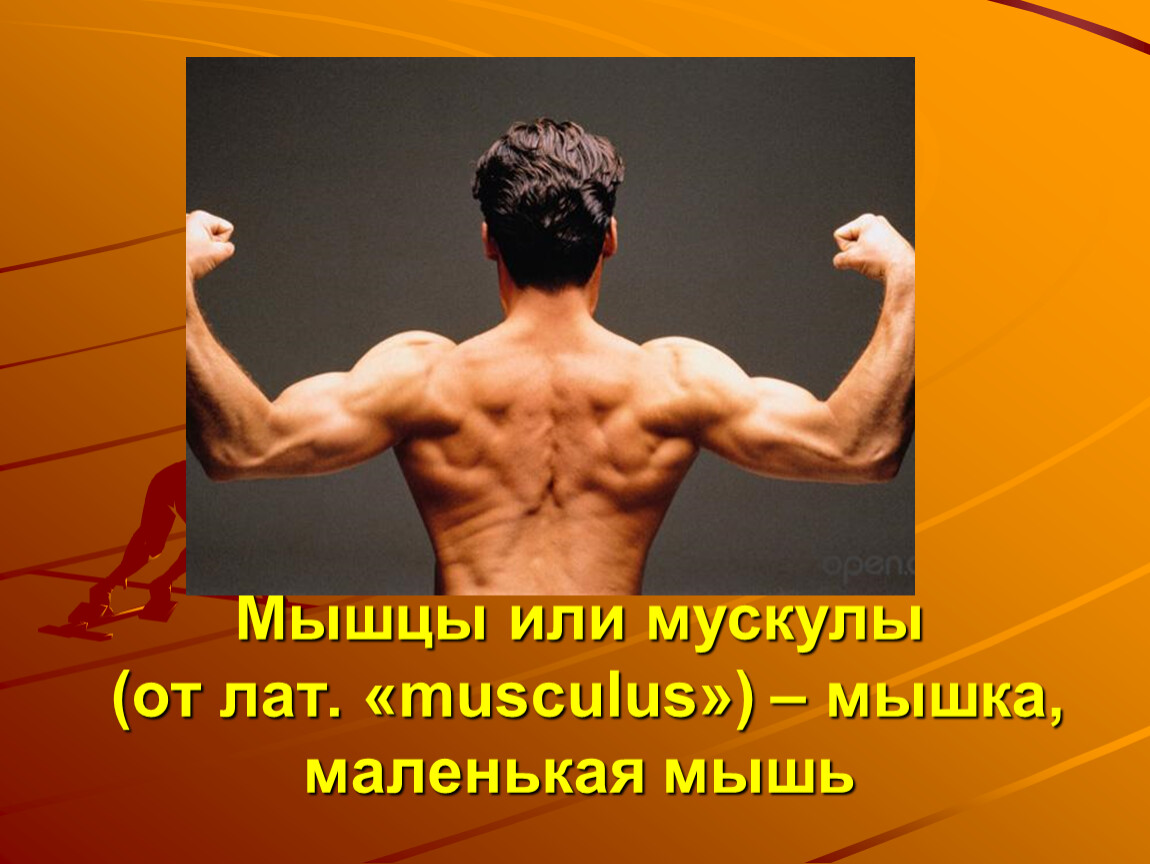 Мускул или мускулов. Мышцы урок 8 класс. Мышцы урок 8 класс презентация. Мышцы мышцы мыши.