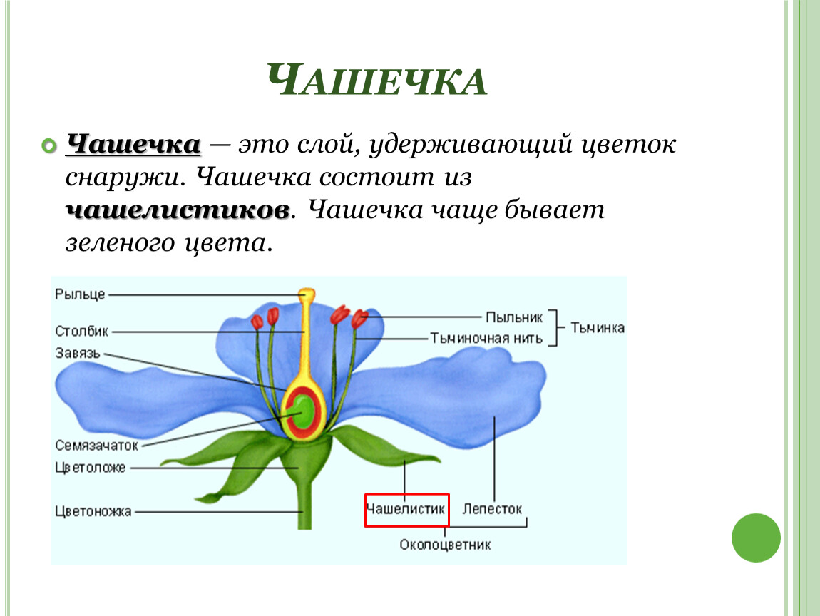 Строение цветка презентация