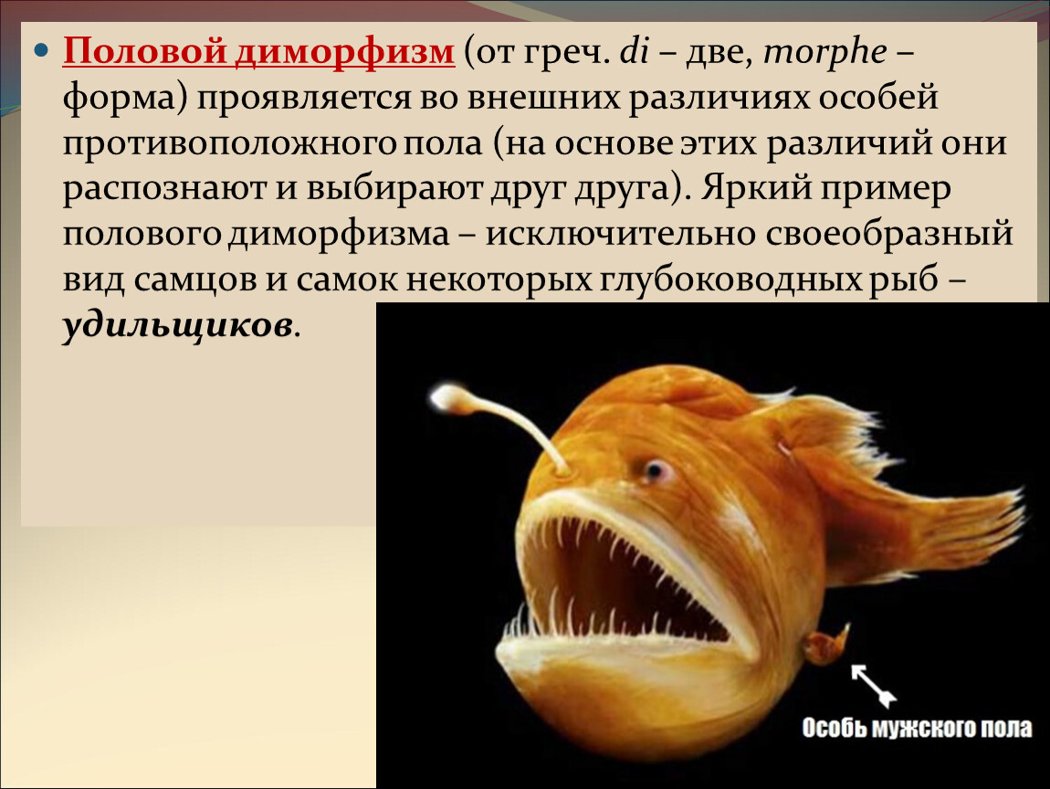 Какая рыба может менять пол на противоположный. Половой диморфизм. Половой диморфизм у рыб. Рыба удильщик половой диморфизм. Половой диморфизм это в биологии.