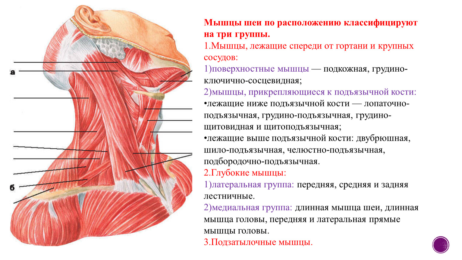 Мышцы шеи анатомия. Строение мышц шеи сзади. Строение мышц шеи человека сзади. Поверхностные мышцы шеи сзади. Мышцы шеи и головы анатомия сзади.