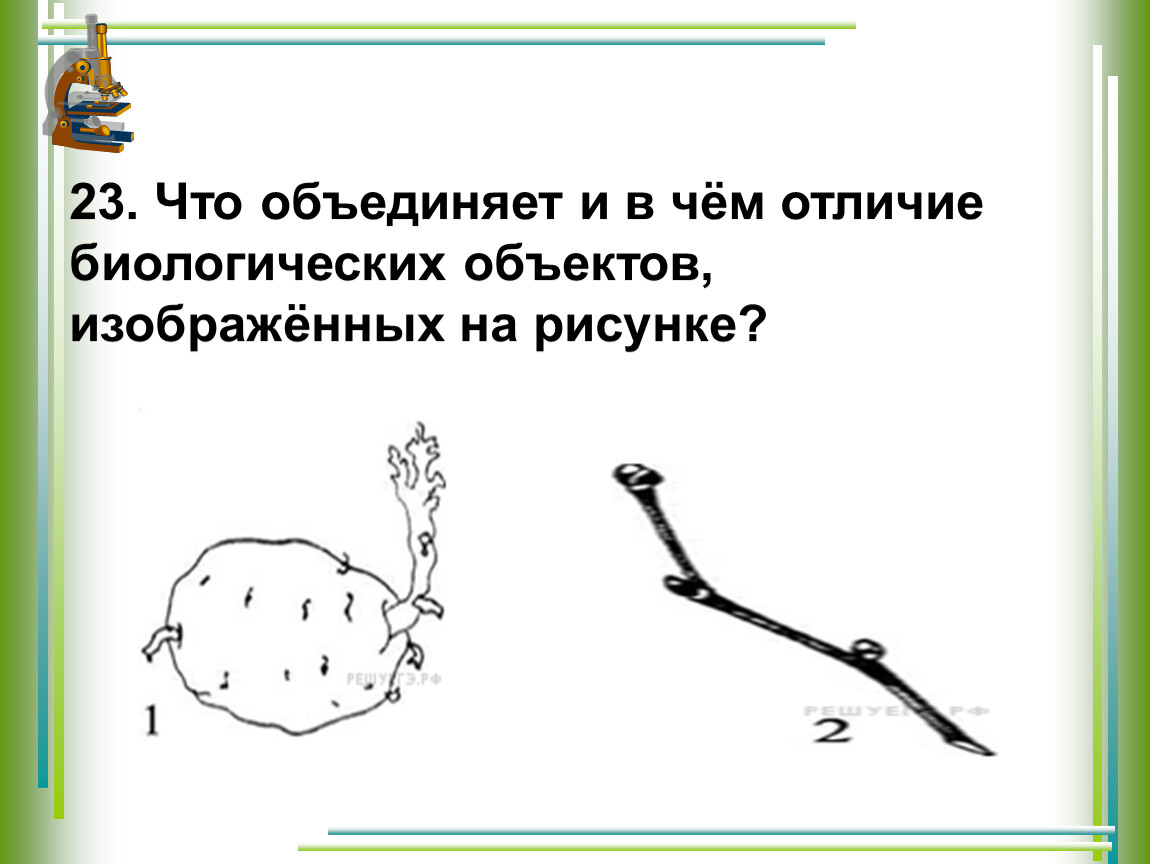 Что объединяет и в чем различие биологических объектов изображенных на рисунке