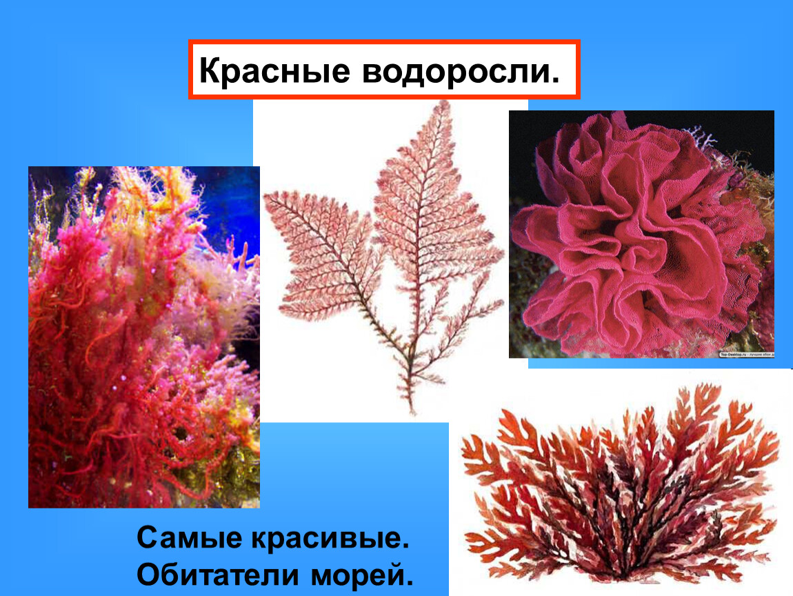 Красной водорослью является. Багрянки водоросли представители. Порфира водоросль и Филлофора. Представители одноклеточных красных водорослей. Красные водоросли биология.
