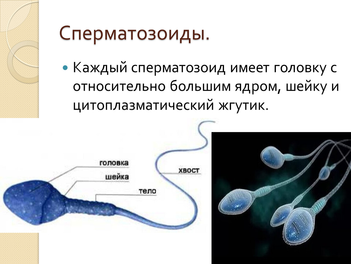 Мужские половые клетки имеют. Строение сперматозоида человека. Сперматозоиды животных. Строение сперматозоида биология. Структура сперматозоида.