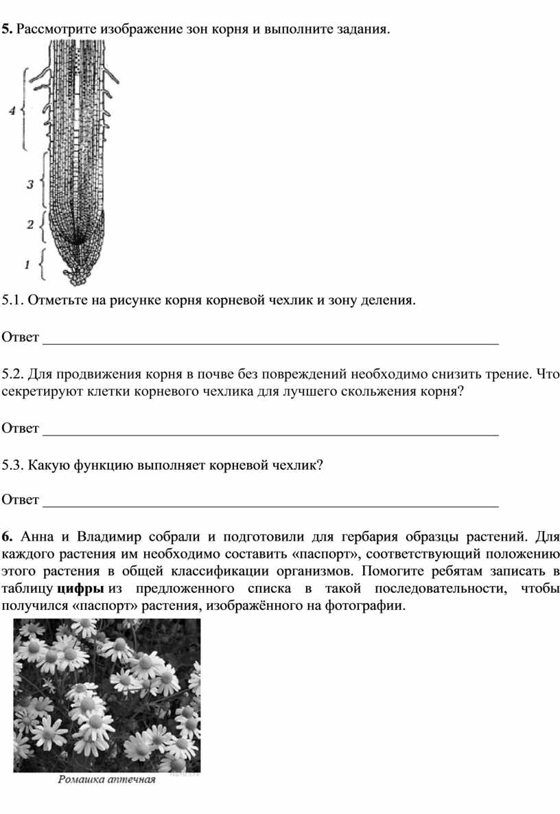 Рассмотрите изображение листа и выполните задания