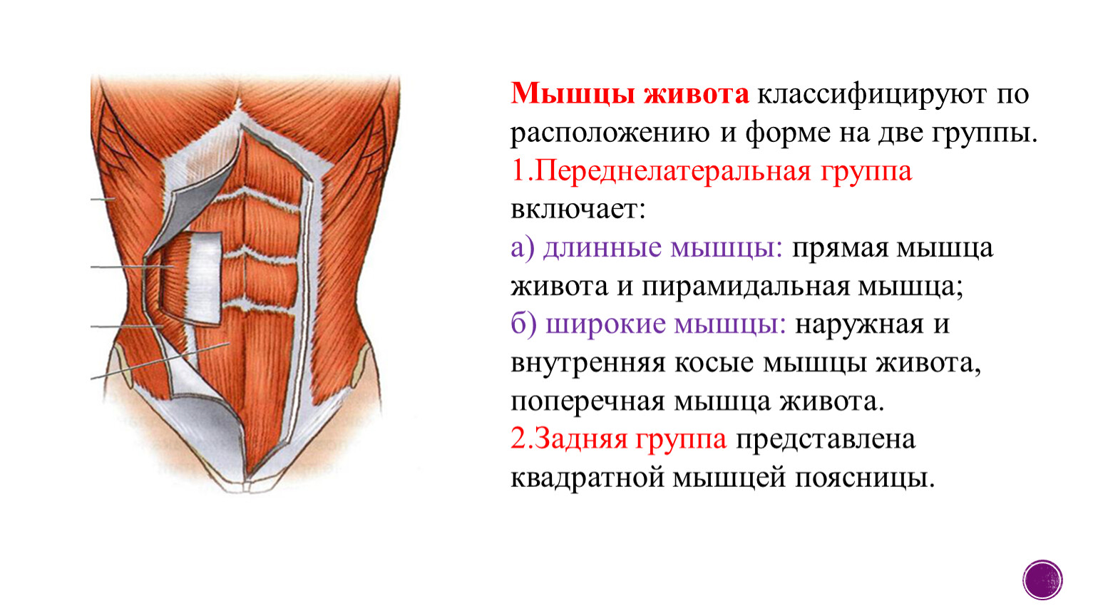 Брюшной пресс мышцы. Поперечная и прямая мышцы живота, вид спереди. Классификация мышц живота. Общие функции мышц живота. Мышцы живота анатомия классификация.