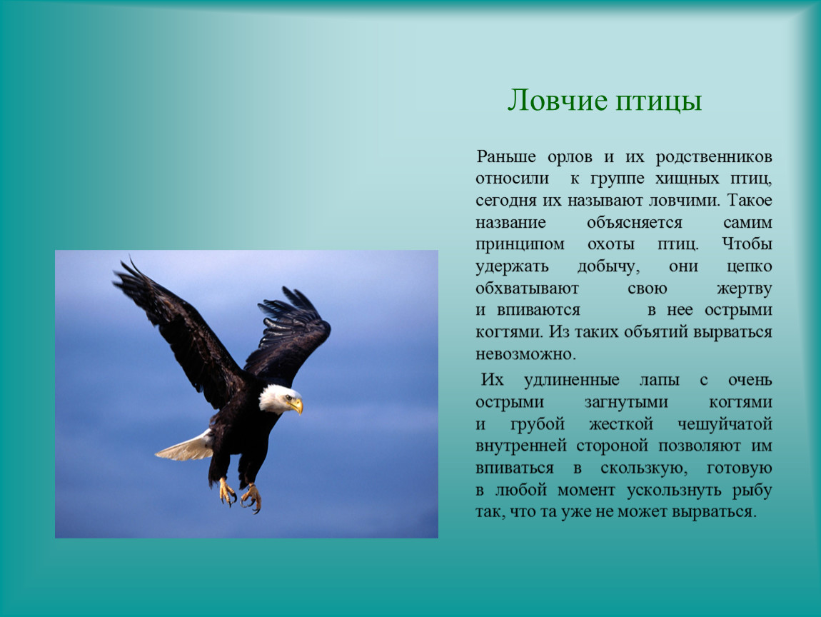 Песня ранняя птица. Ловчие птицы. Родственники орла. Птицы раньше. Девиз к команде Хищные птицы.