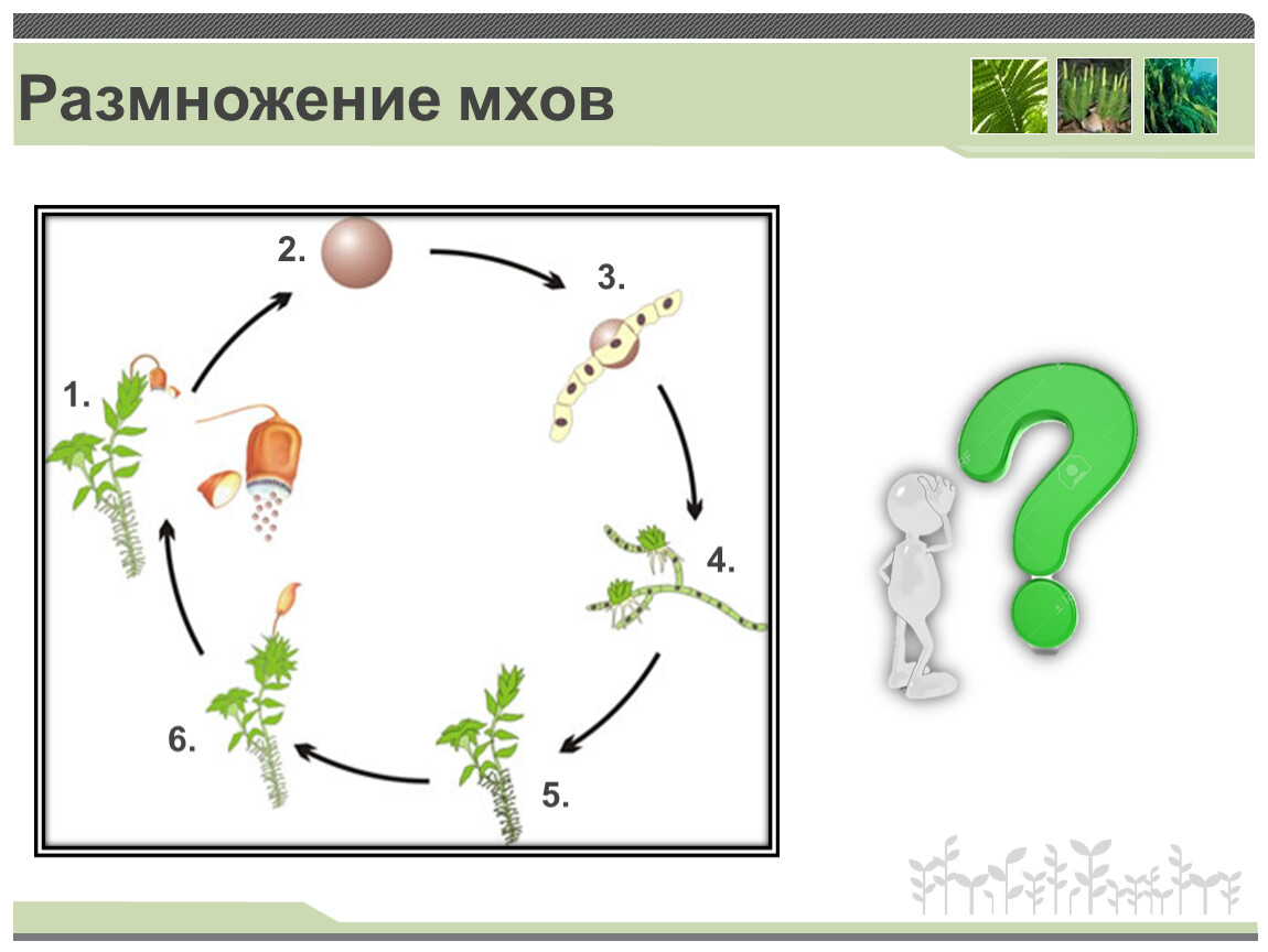 Схема размножения мхов 6 класс схема