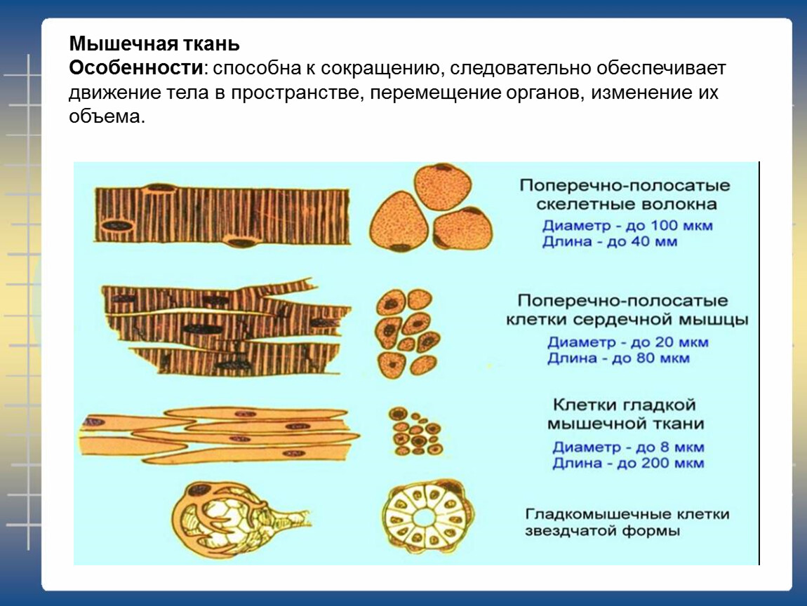 Перемещение органов. Особенности мышечной ткани. Характеристика мышечной ткани. Особенности сокращения мышечной ткани. Ткань обеспечивает перемещение тела в пространстве.