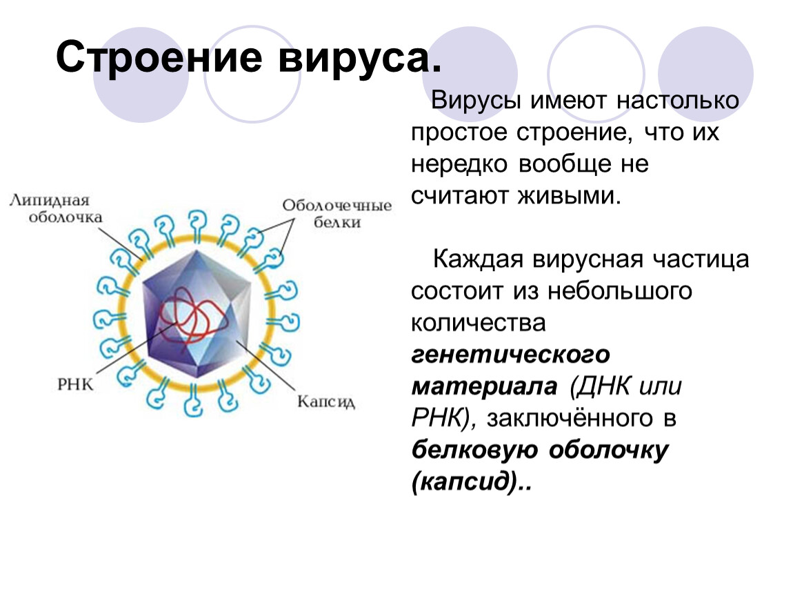 Биология проект про вирусы