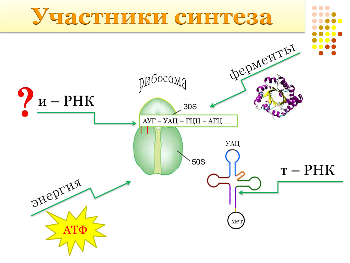 Биология 10 класс презентация биосинтез белка