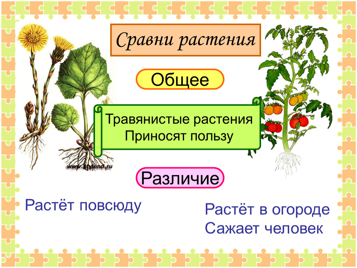 Дикорастущие растения и культурные растения презентация