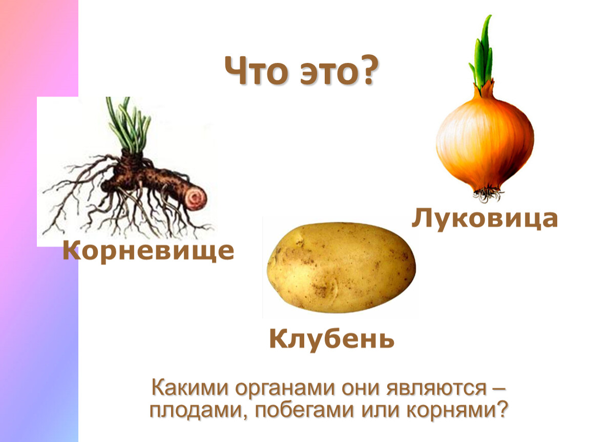 Чем отличается корневище