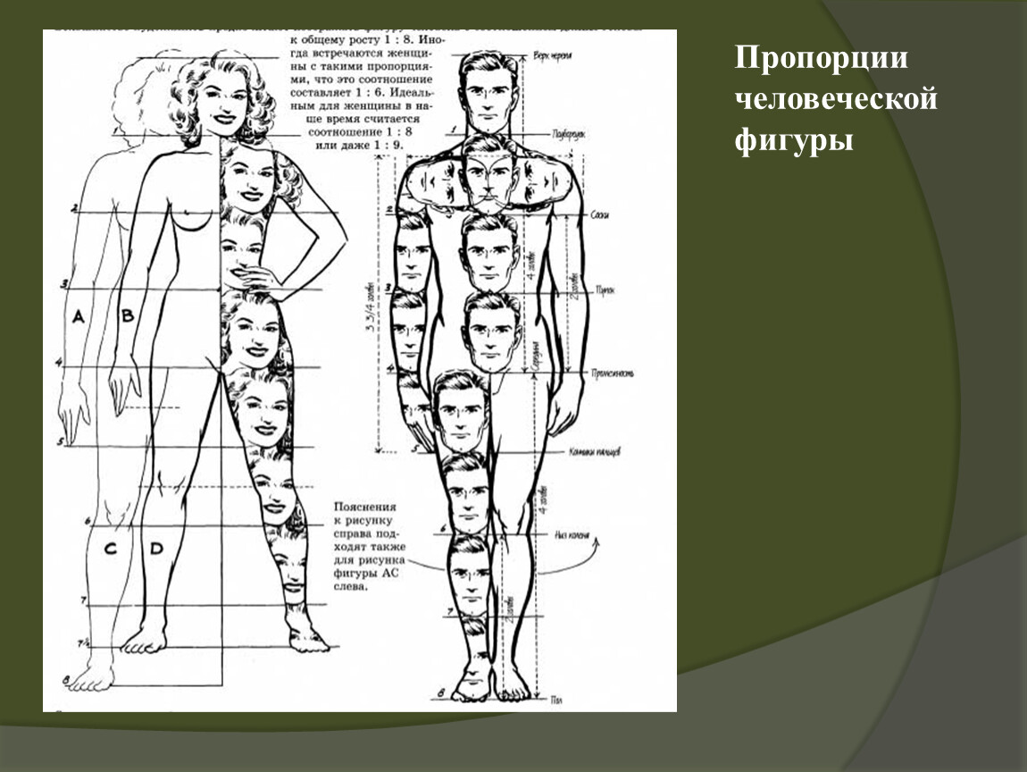 Пропорции головы и тела человека