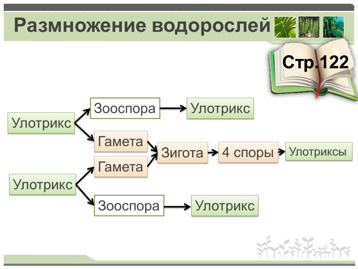 Урок размножение 6 класс. Схема развития споровых растений. Размножение споровых растений 6 класс. Доклад по теме размножение споровых растений. Размножение водорослей.