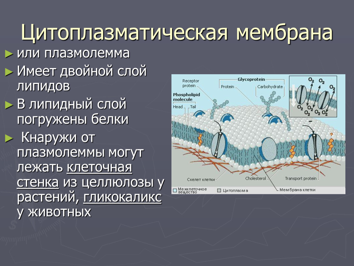 Функции плазмолеммы. Цитоплазматическая мембрана (цитолемма). Цитоплазматическая мембрана плазмолемма. Цитоплазматическая мембрана слои. Состав цитоплазматической мембраны.